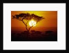 Sunrise on Masai Mara National Reserve by Anonymous
