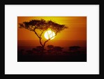 Sunrise on Masai Mara National Reserve by Anonymous