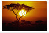 Sunrise on Masai Mara National Reserve by Anonymous