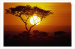 Sunrise on Masai Mara National Reserve by Anonymous