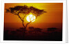Sunrise on Masai Mara National Reserve by Anonymous