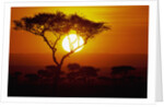 Sunrise on Masai Mara National Reserve by Anonymous