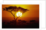 Sunrise on Masai Mara National Reserve by Anonymous