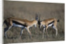Thomson's Gazelles Sparring by Anonymous