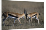 Thomson's Gazelles Sparring by Anonymous