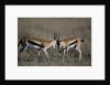 Thomson's Gazelles Sparring by Anonymous