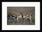 Thomson's Gazelles Sparring by Anonymous