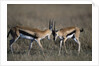 Thomson's Gazelles Sparring by Anonymous