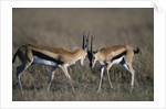 Thomson's Gazelles Sparring by Anonymous