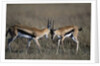 Thomson's Gazelles Sparring by Anonymous