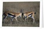 Thomson's Gazelles Sparring by Anonymous