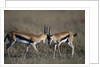 Thomson's Gazelles Sparring by Anonymous