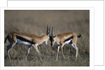 Thomson's Gazelles Sparring by Anonymous