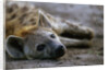 Spotted Hyena by Anonymous