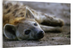 Spotted Hyena by Anonymous