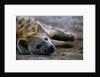 Spotted Hyena by Anonymous