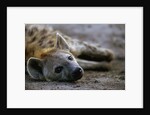 Spotted Hyena by Anonymous