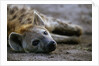 Spotted Hyena by Anonymous