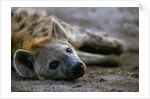 Spotted Hyena by Anonymous