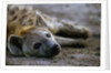 Spotted Hyena by Anonymous