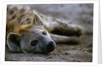 Spotted Hyena by Anonymous