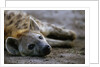 Spotted Hyena by Anonymous