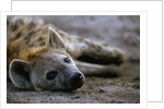 Spotted Hyena by Anonymous