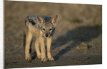 Jackal Pup by Anonymous