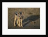 Jackal Pup by Anonymous