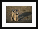 Jackal Pup by Anonymous