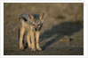 Jackal Pup by Anonymous
