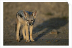 Jackal Pup by Anonymous