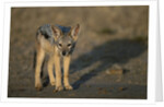 Jackal Pup by Anonymous
