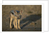 Jackal Pup by Anonymous