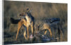 Blackbacked Jackals Eating Gazelle by Anonymous
