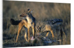 Blackbacked Jackals Eating Gazelle by Anonymous