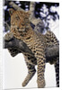 Leopard Lying in Tree by Anonymous