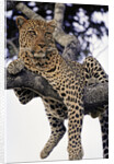 Leopard Lying in Tree by Anonymous
