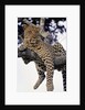 Leopard Lying in Tree by Anonymous
