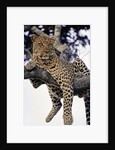 Leopard Lying in Tree by Anonymous