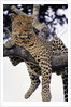 Leopard Lying in Tree by Anonymous