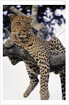 Leopard Lying in Tree by Anonymous