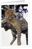Leopard Lying in Tree by Anonymous