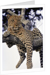Leopard Lying in Tree by Anonymous