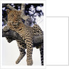 Leopard Lying in Tree by Anonymous