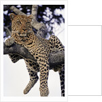 Leopard Lying in Tree by Anonymous