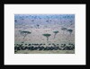 Wildebeest in Masai Mara National Reserve by Anonymous