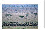 Wildebeest in Masai Mara National Reserve by Anonymous