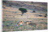 Lioness Chasing Cheetah by Anonymous