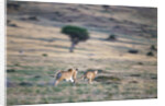 Lioness Chasing Cheetah by Anonymous